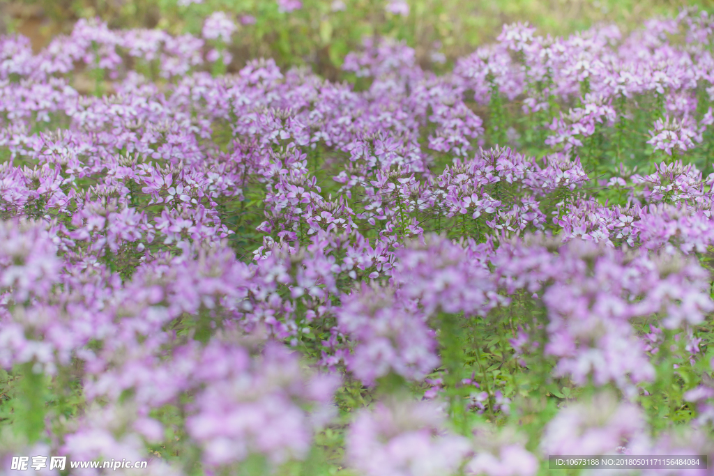 花