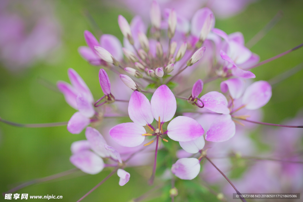 花