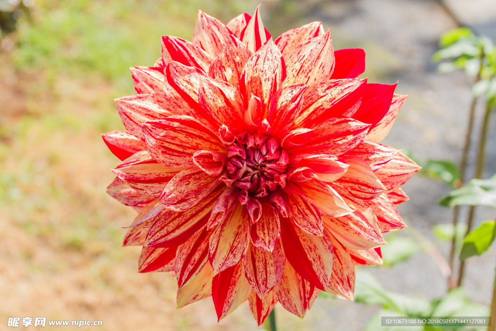 花