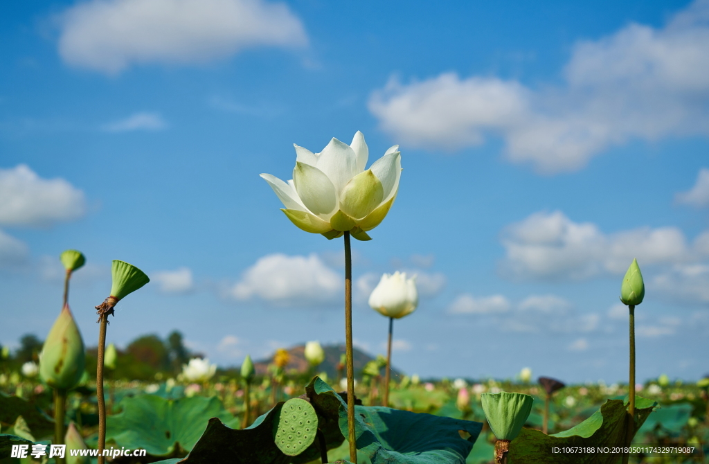 花
