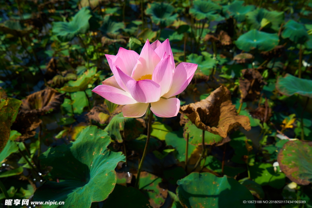 花