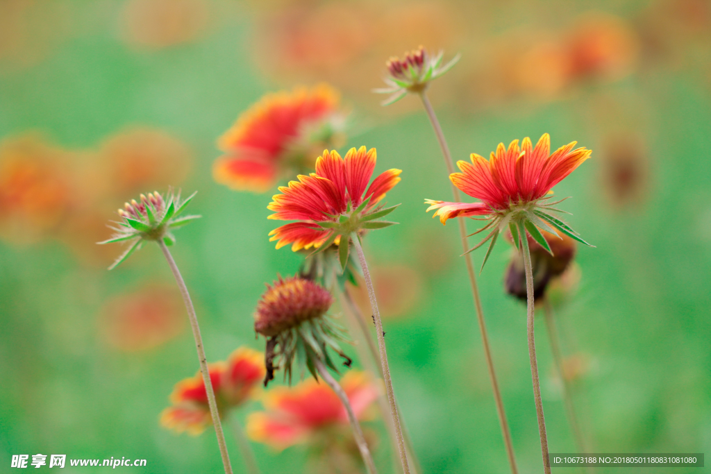 花