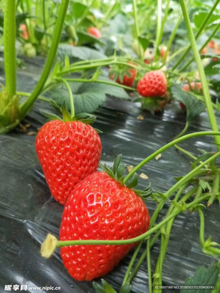 草莓
