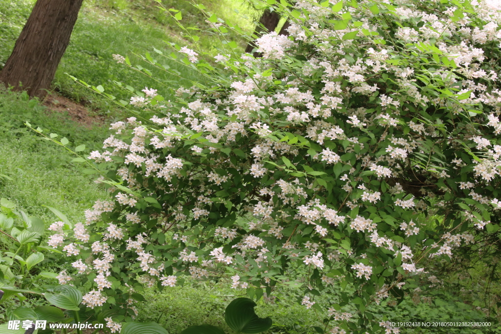 蝟实花