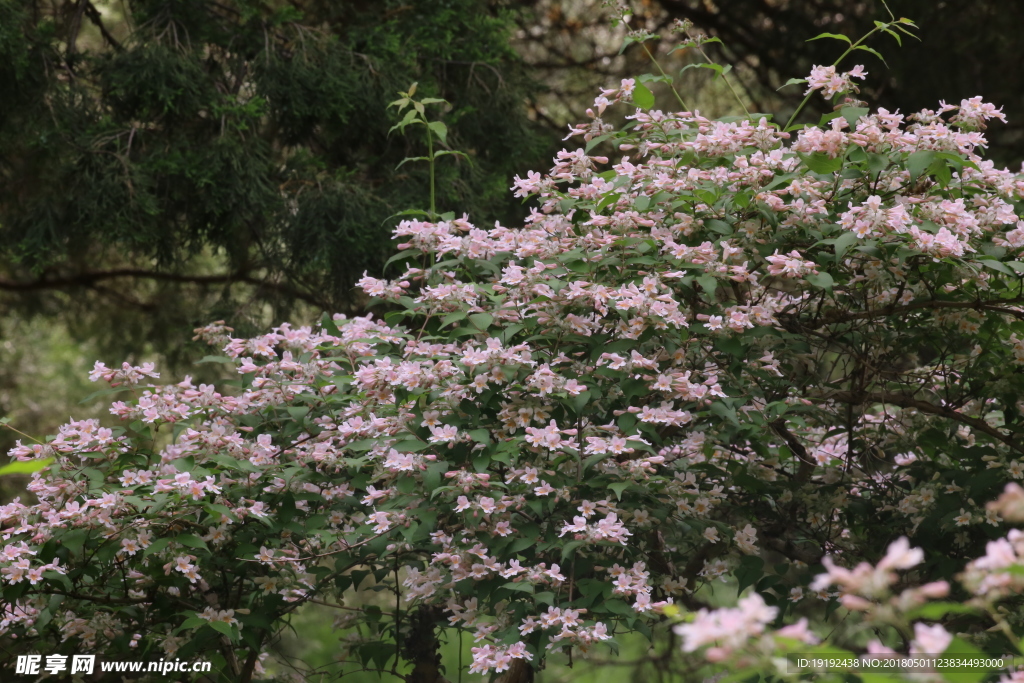 蝟实花