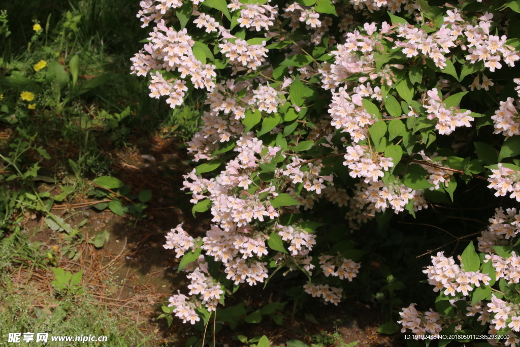蝟实花