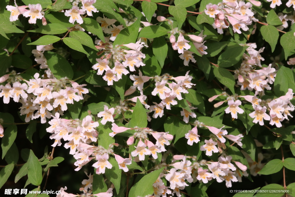 蝟实花
