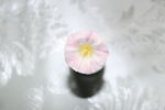 牵牛花