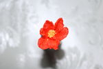 石榴花