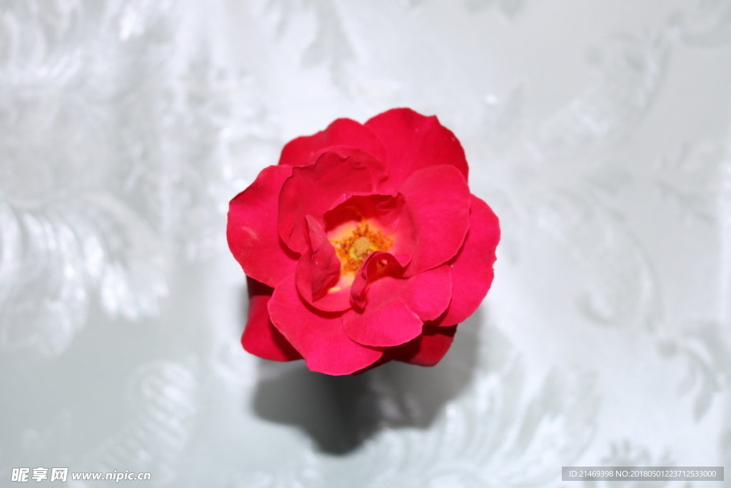 月季花