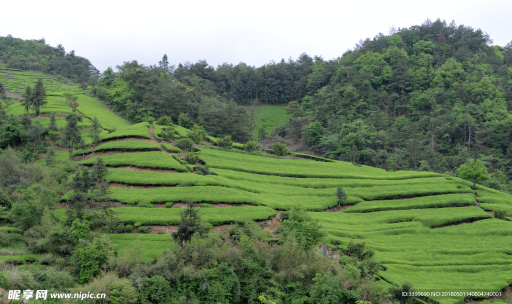 高山上的茶林