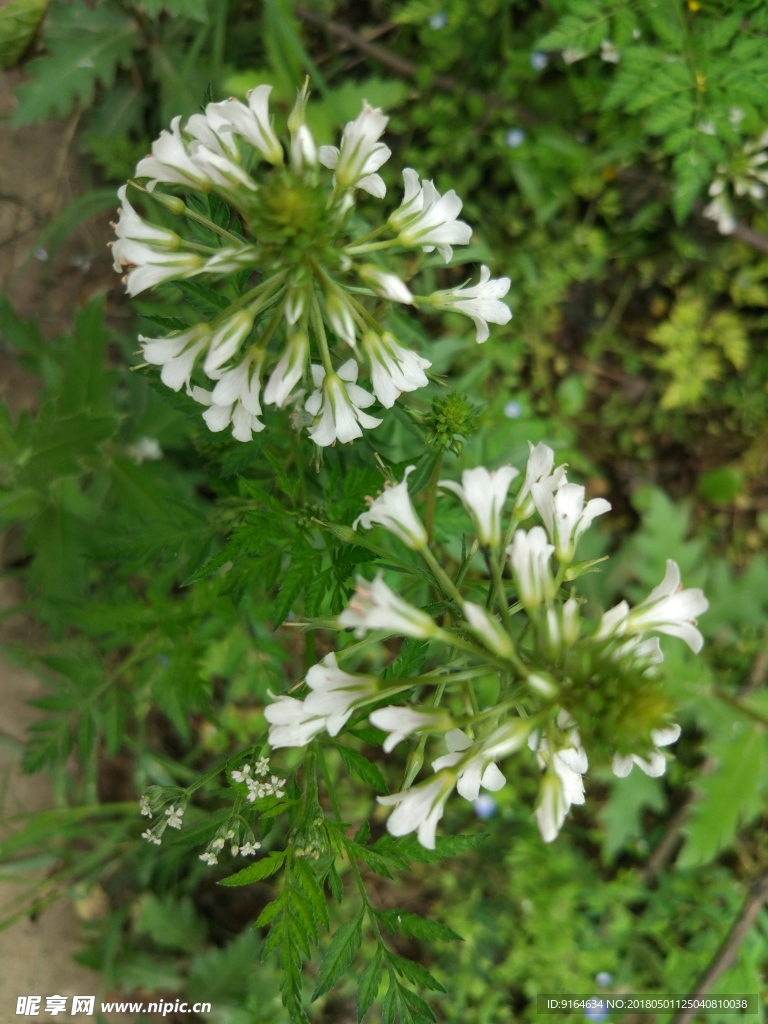 泽珍珠菜花