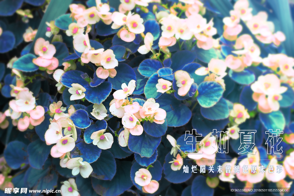 夏花