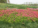 公园花草地