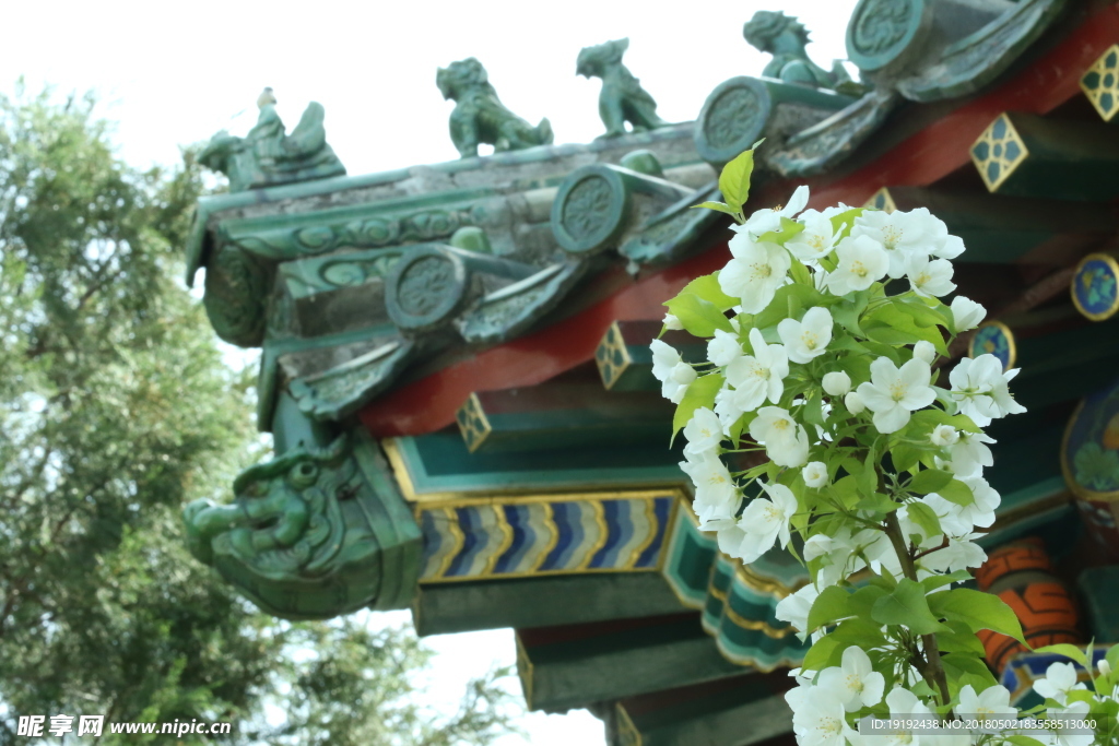 海棠花