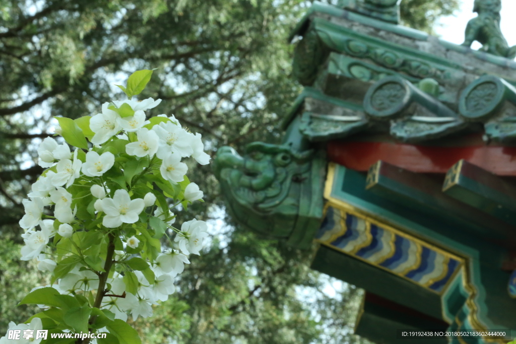 海棠花