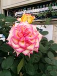 玫瑰花
