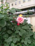 玫瑰花