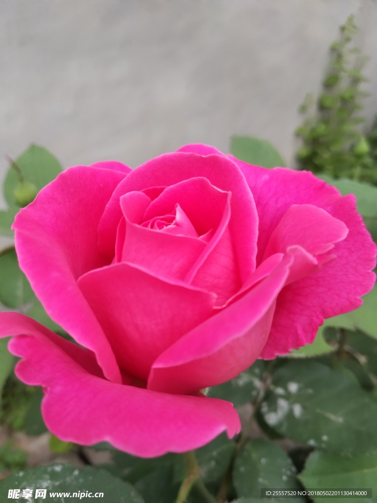 月季花