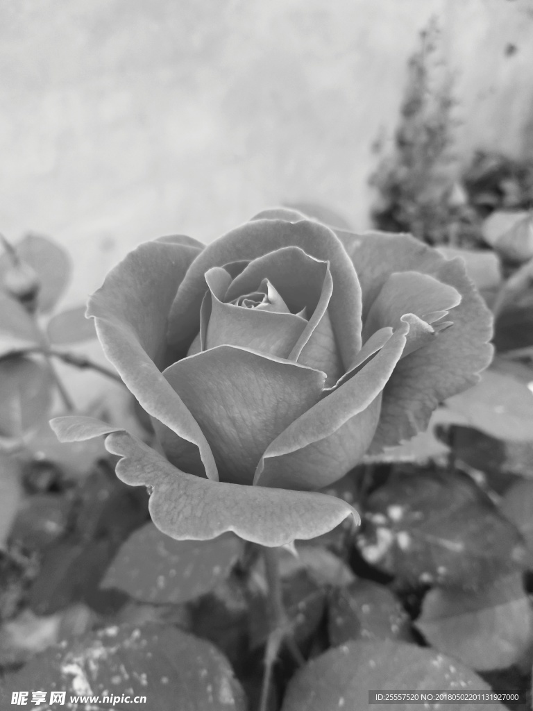 月季花