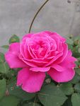 月季花