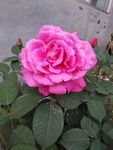 月季花
