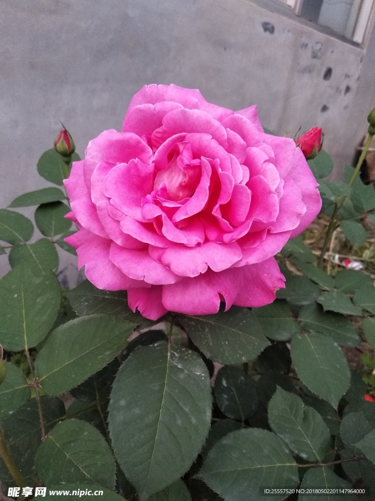 月季花