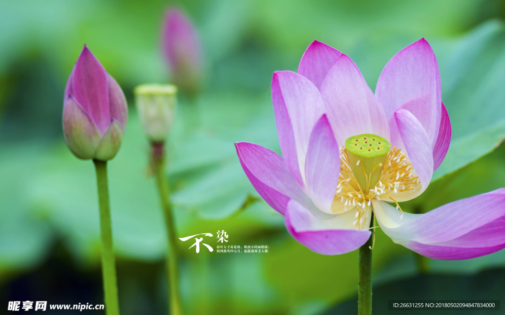 莲花素材