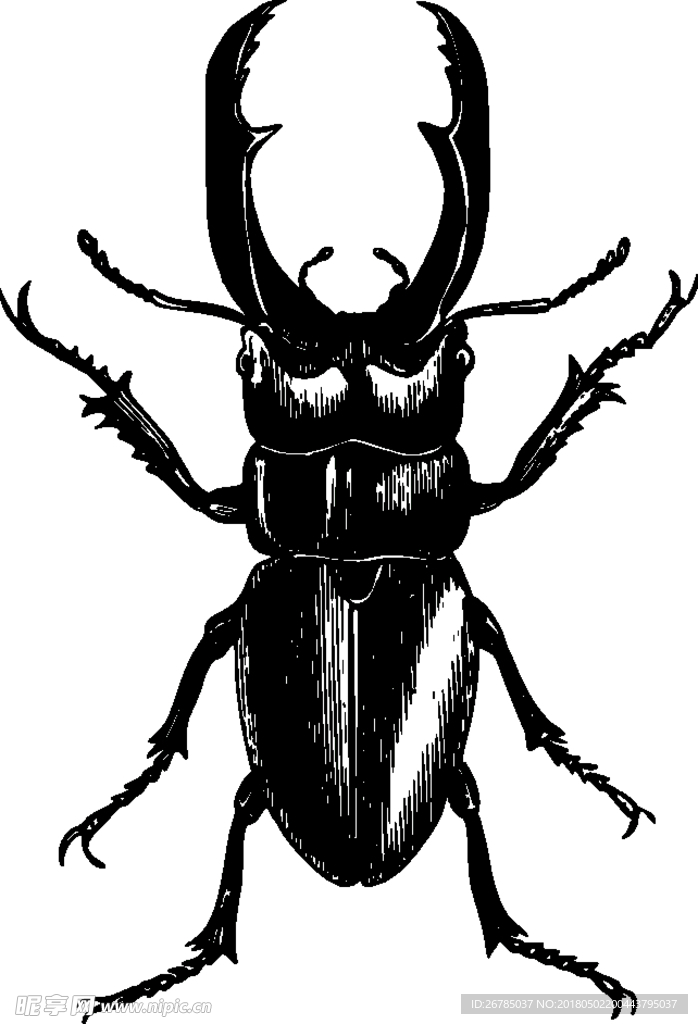甲虫