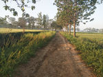 林间小路