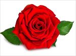 红玫瑰 特写 花卉 盛开的花