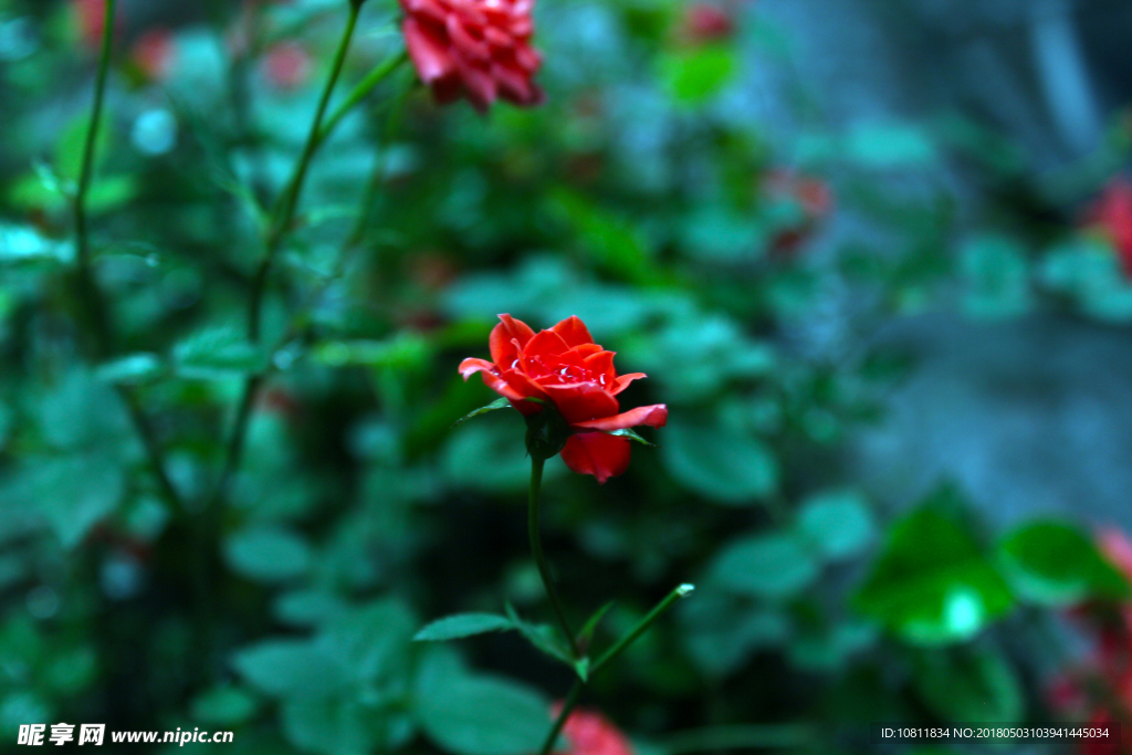 花 小路 自然风