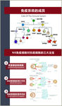 NK细胞 医学 科学 养老