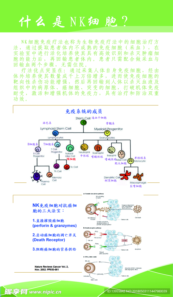 NK细胞 医学 科学