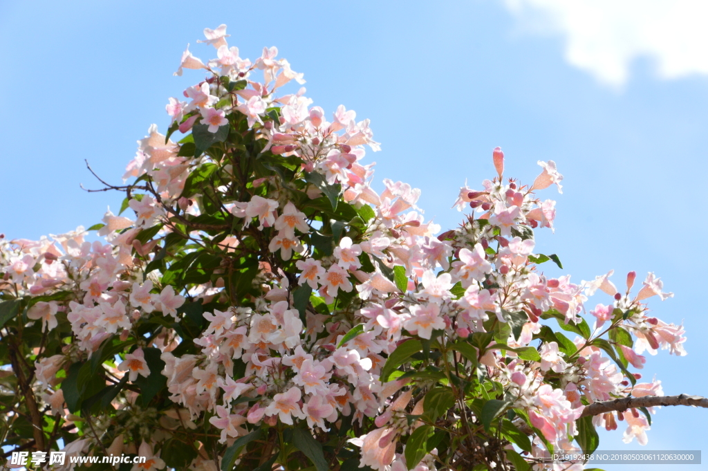 蝟实花