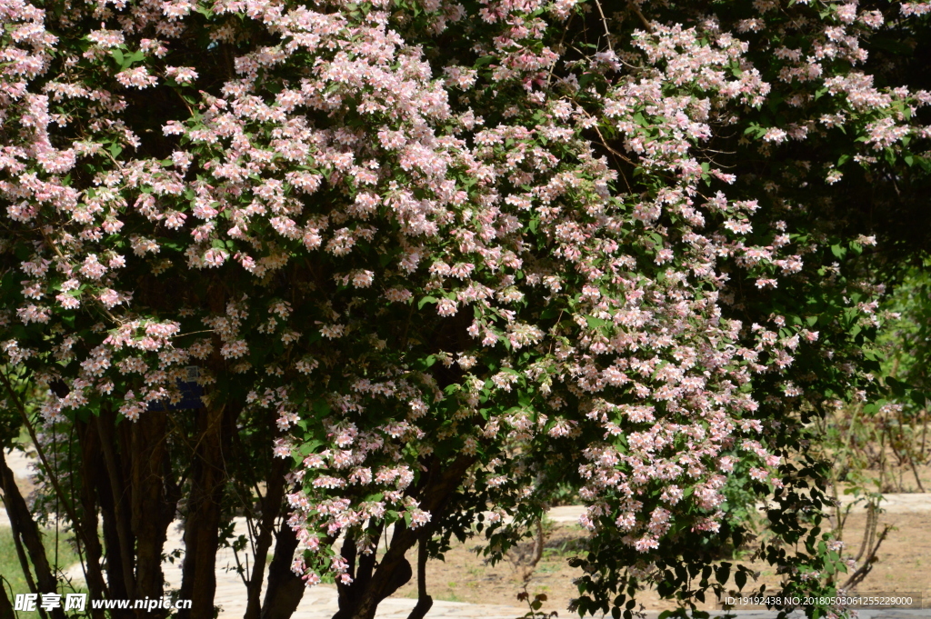 蝟实花