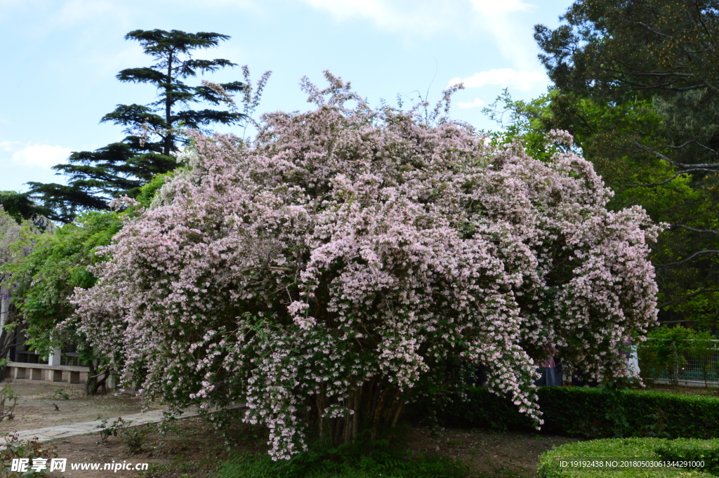 蝟实花