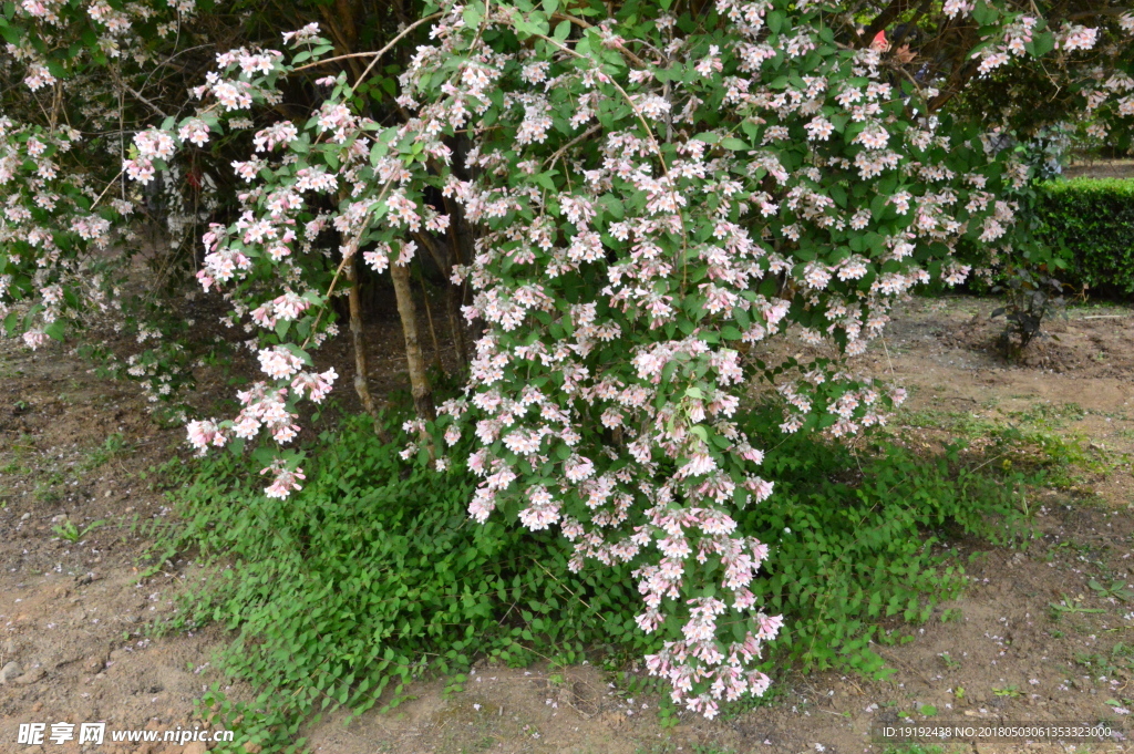 蝟实花