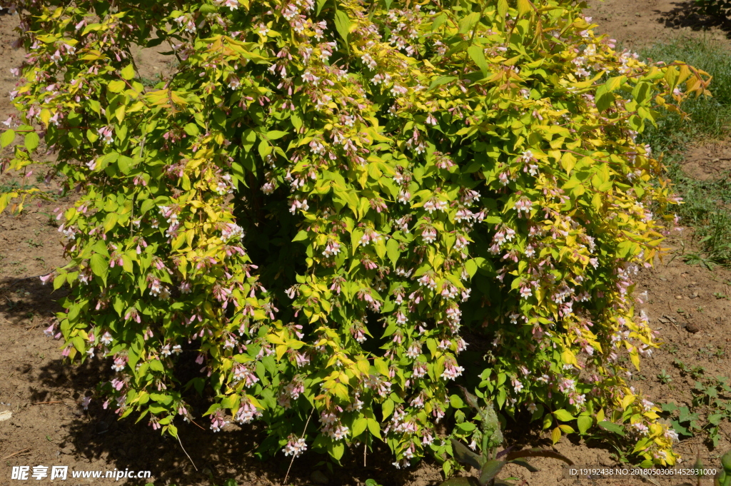蝟实花