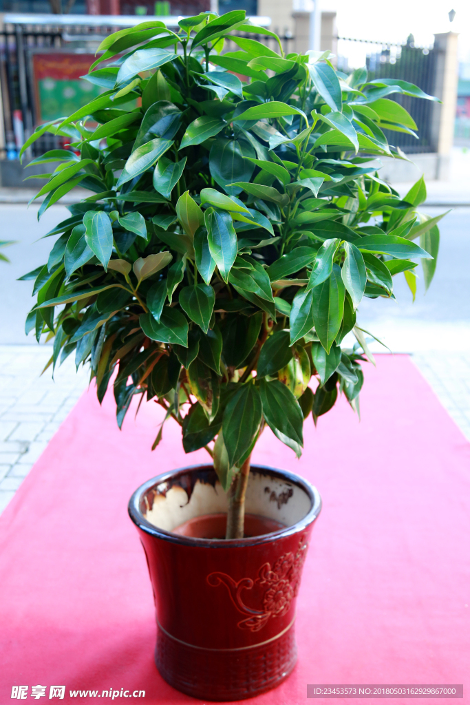 平安树