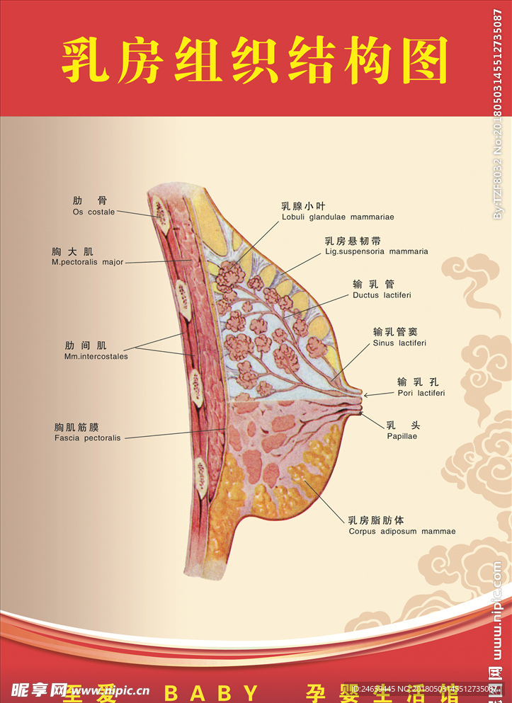 乳房 展板 结构 海报