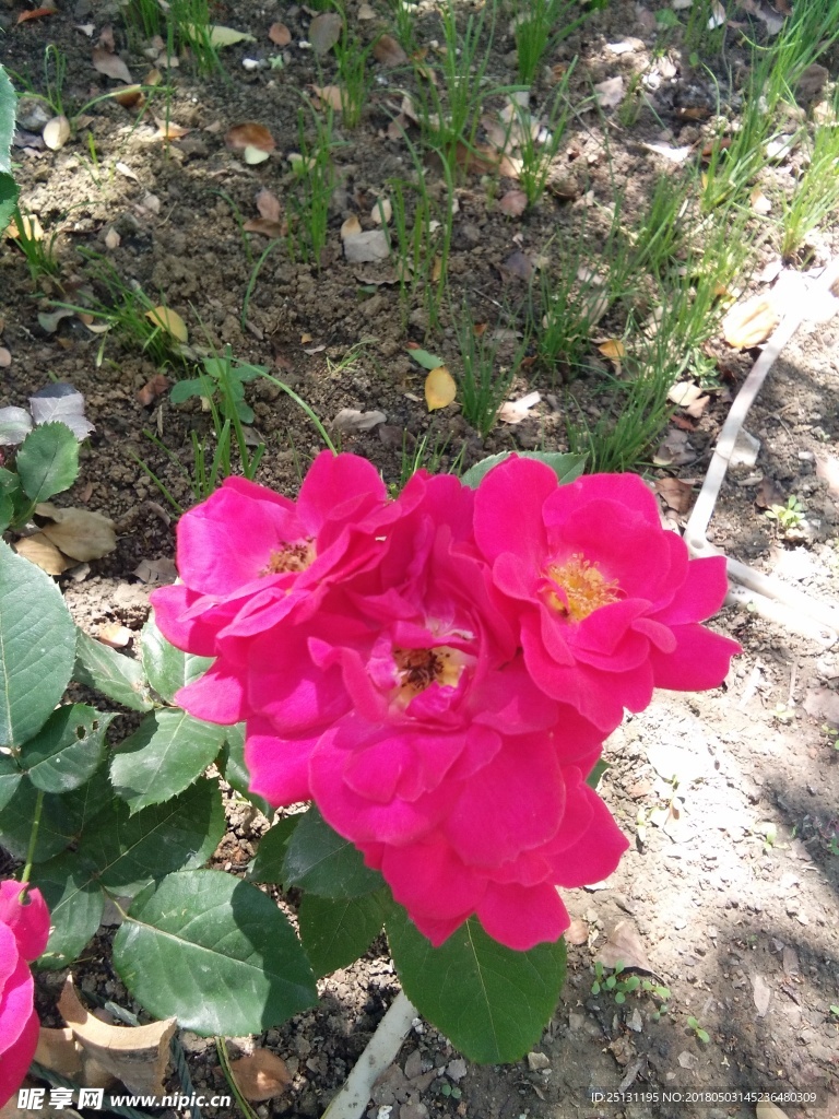 玫瑰花