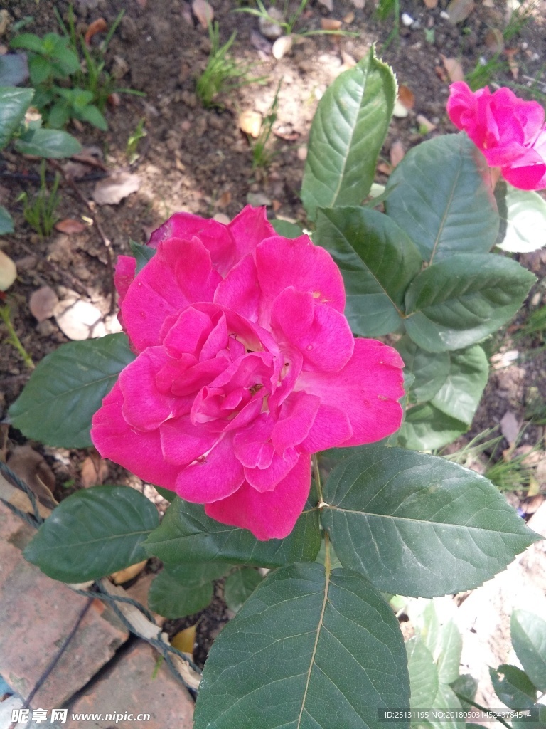 玫瑰花