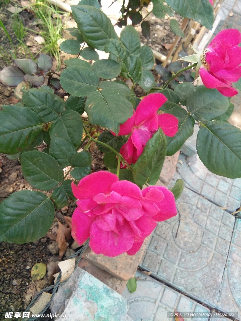玫瑰花