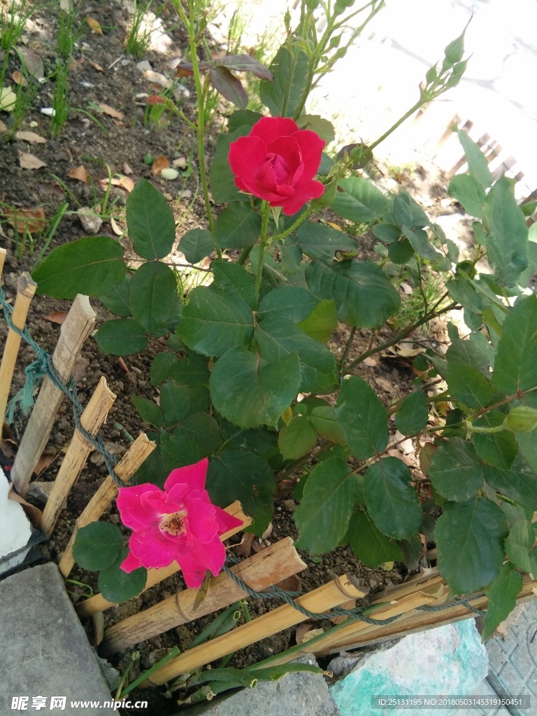 玫瑰花