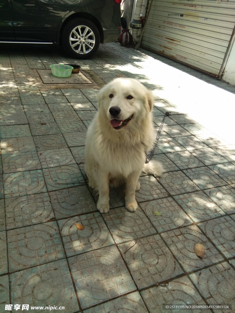 狗