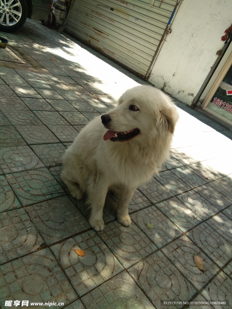 狗