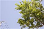 香椿叶