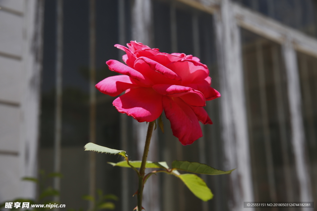 月季花