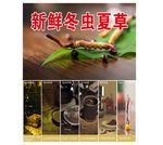 虫草广告
